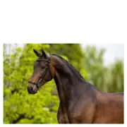 BR Bridle "Thurnham" Dressage Drop Noseband