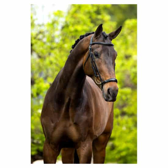 BR Bridle "Thurnham" Dressage Drop Noseband