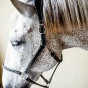 VRTACK Anatomic Halter "El Poblado" Soft Padded