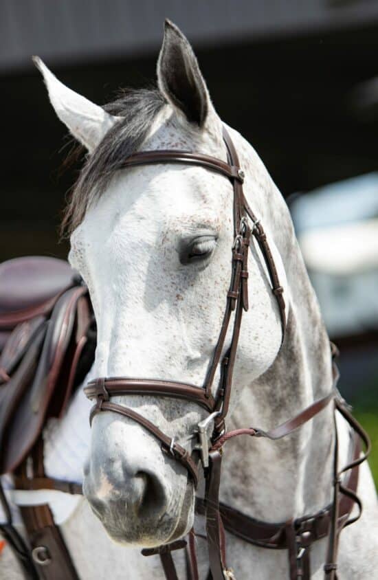 VRTACK Hunter Bridle "Agra"