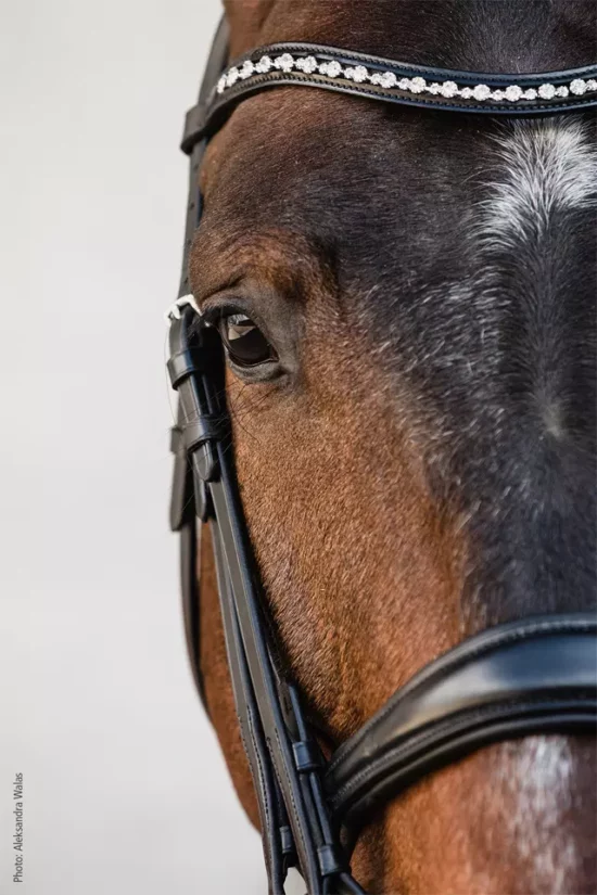 Schockemoehle Sports Bridle "Milton" Anatomic Double Dressage Tapered Noseband with Crank