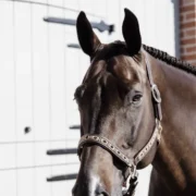 Kentucky Pearls Halter - Gold