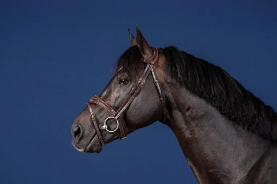 Dyon Anatomic Flash Noseband Bridle