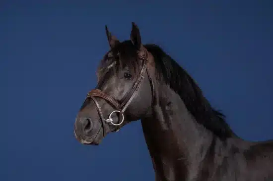 Dyon Anatomic Flash Noseband Bridle