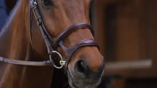 Dyon Double Noseband