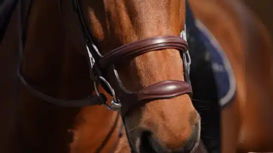 Dyon Double Noseband