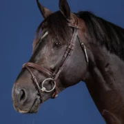 Dyon Flash Noseband Bridle