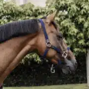 Kentucky Plaited Nylon Halter - Navy