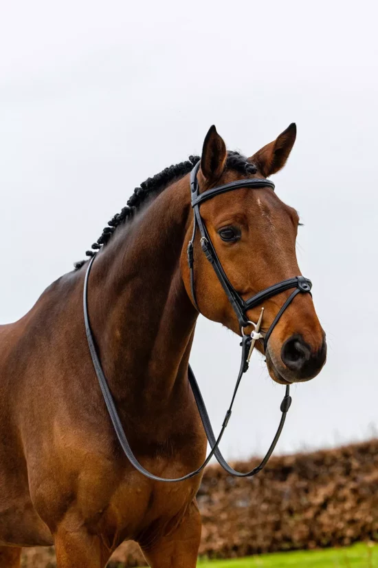 Trust Bridle Show Jumping "Geneva"