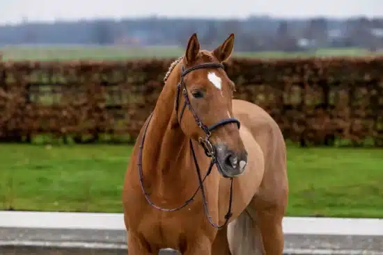 Trust Bridle Hackamore "Hickstead"