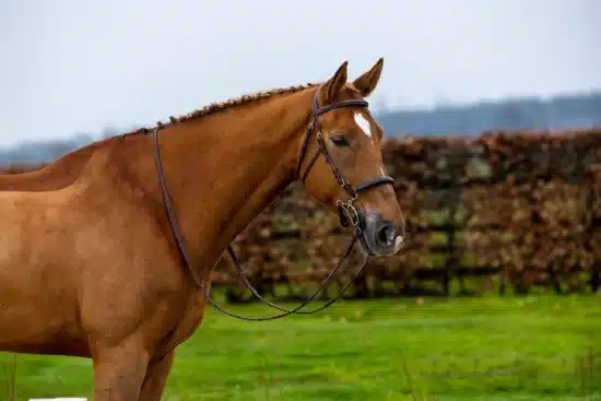 Trust Bridle Hackamore "Hickstead"