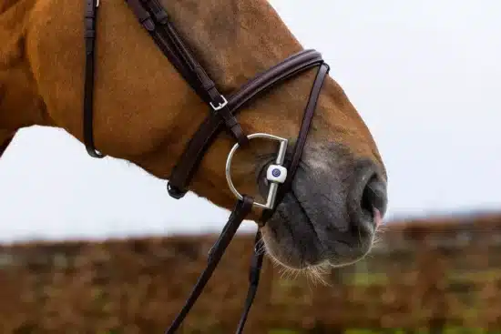 Trust Bridle Show Jumping Fancy Stitched "Knokke"