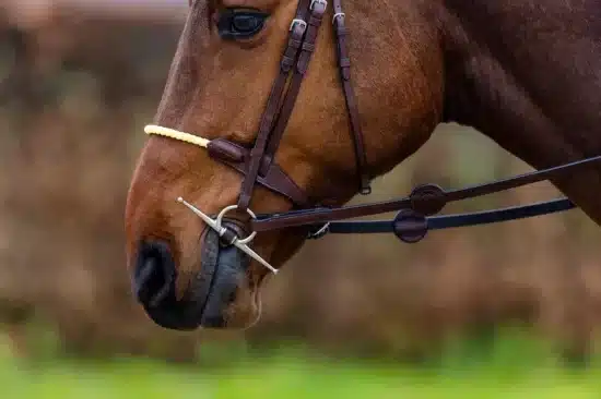 Trust Bridle with Rope Noseband "St Gallen"