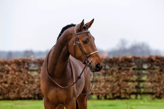 Trust Bridle with Rope Noseband "St Gallen"