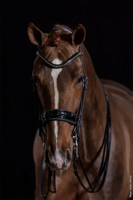 Schockemohle Sports Double Bridle Dressage "Milan Glam"