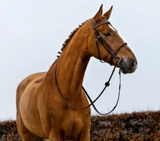 Trust Bridle Rope Noseband