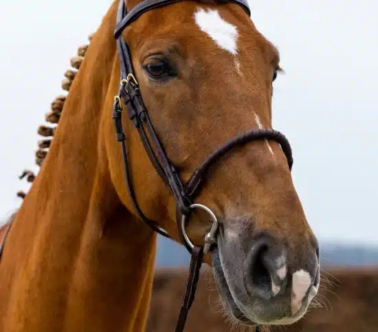 Trust Bridle Rope Noseband