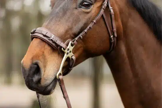 Trust Bridle Hackamore "Sopot"
